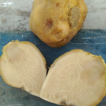 厂家直销，不怕便宜你就来，优质芥菜疙瘩