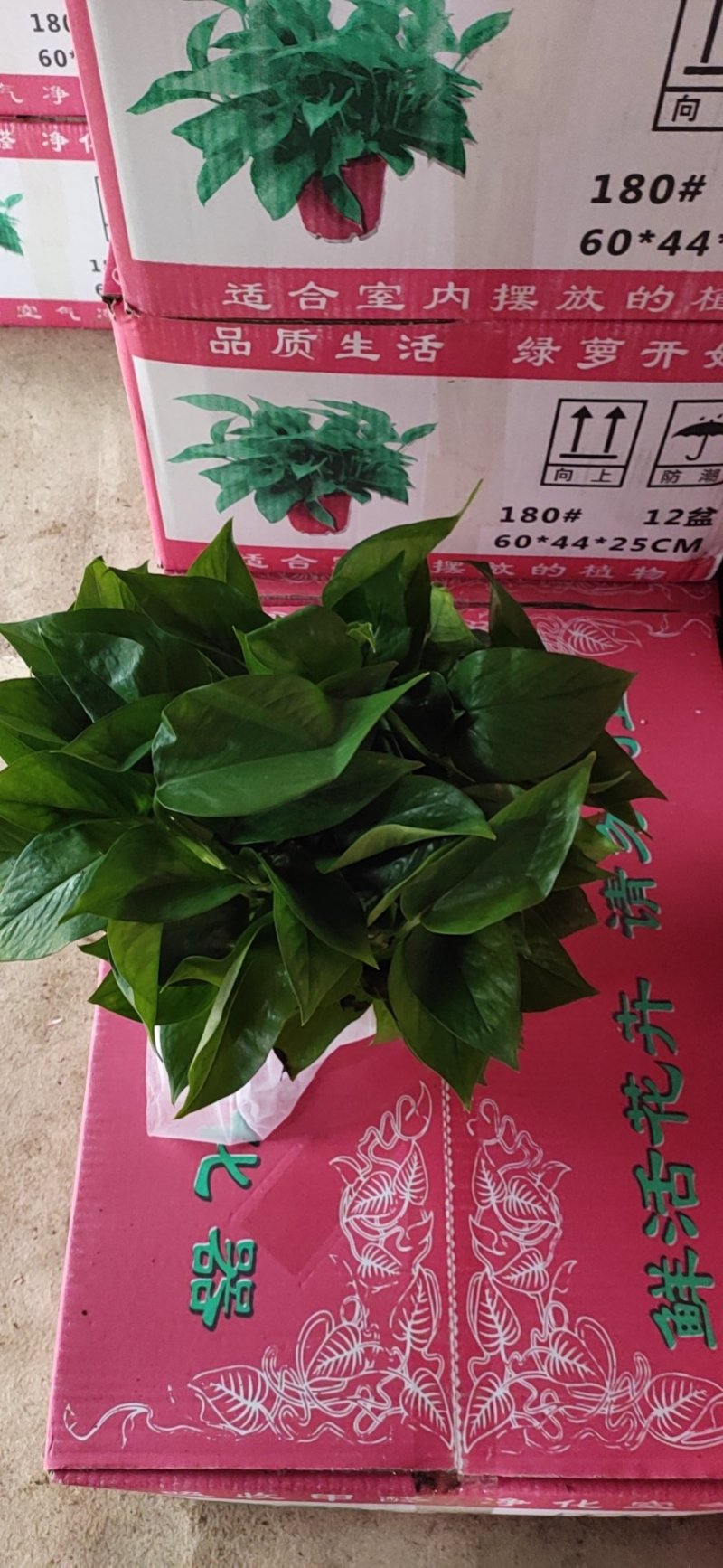 绿萝基地批发，零售，全国发货，保证质量，