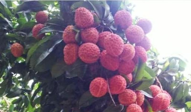 包邮正品【广西灵山荔枝】仙进奉嫁接/直销