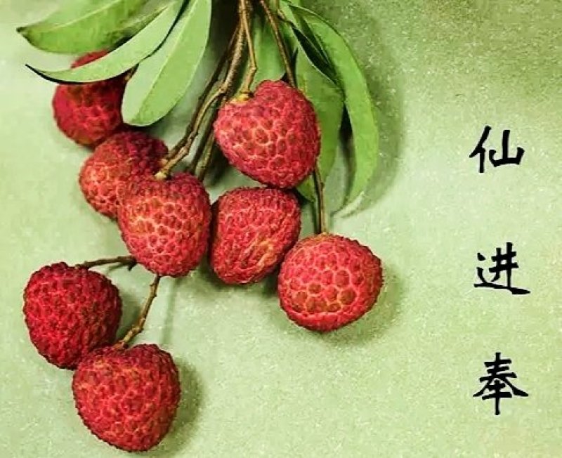 包邮正品【广西灵山荔枝】仙进奉嫁接/直销