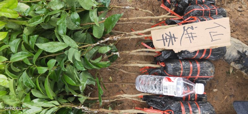 包邮正品【广西灵山荔枝】仙进奉嫁接/直销