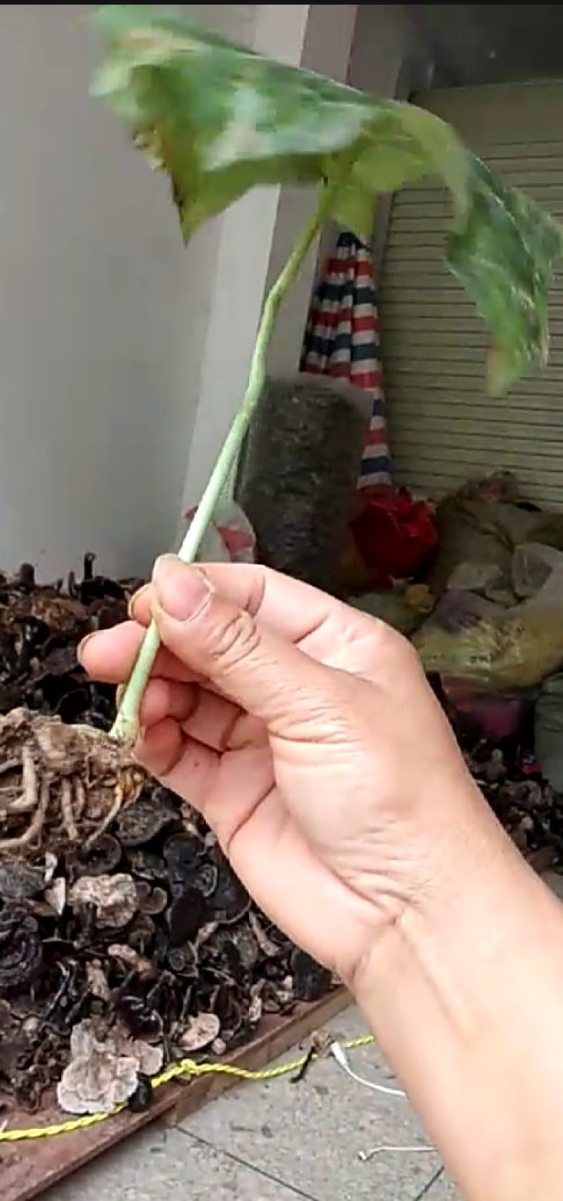 八角连