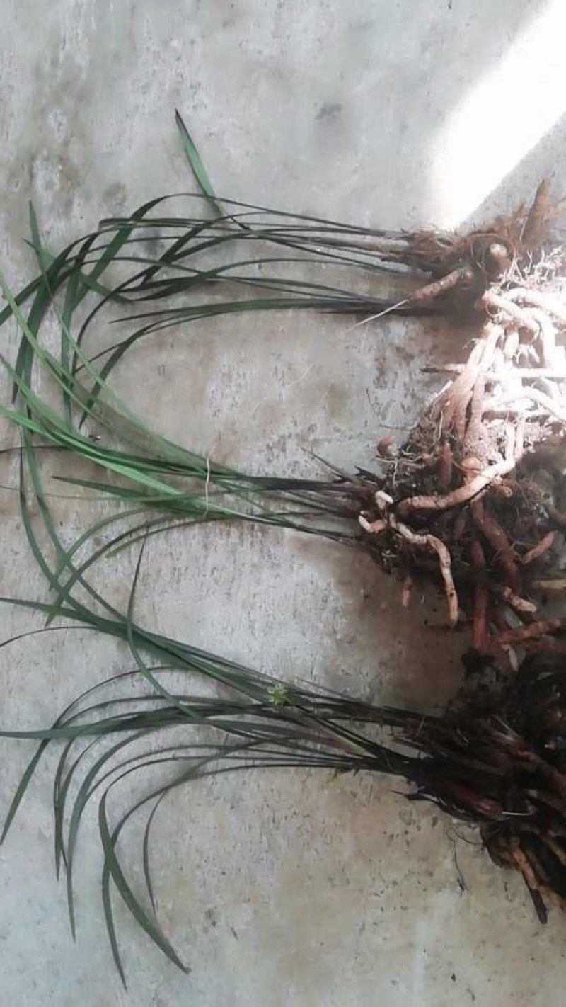 紫秀兰寒兰细叶寒兰好种容易活1苗到多苗可选