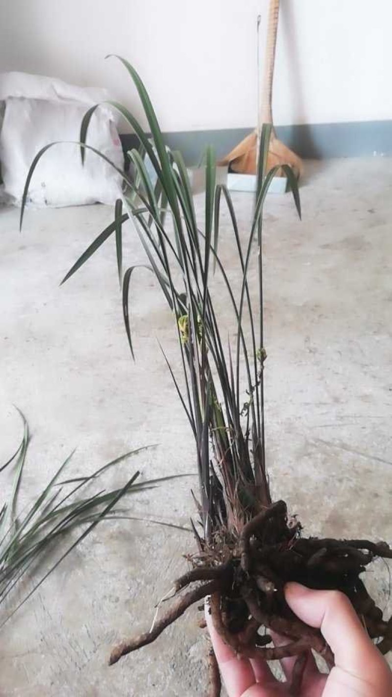 紫秀兰寒兰细叶寒兰好种容易活1苗到多苗可选