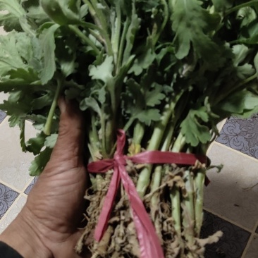 金丝黄菊花苗