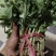 金丝黄菊花苗