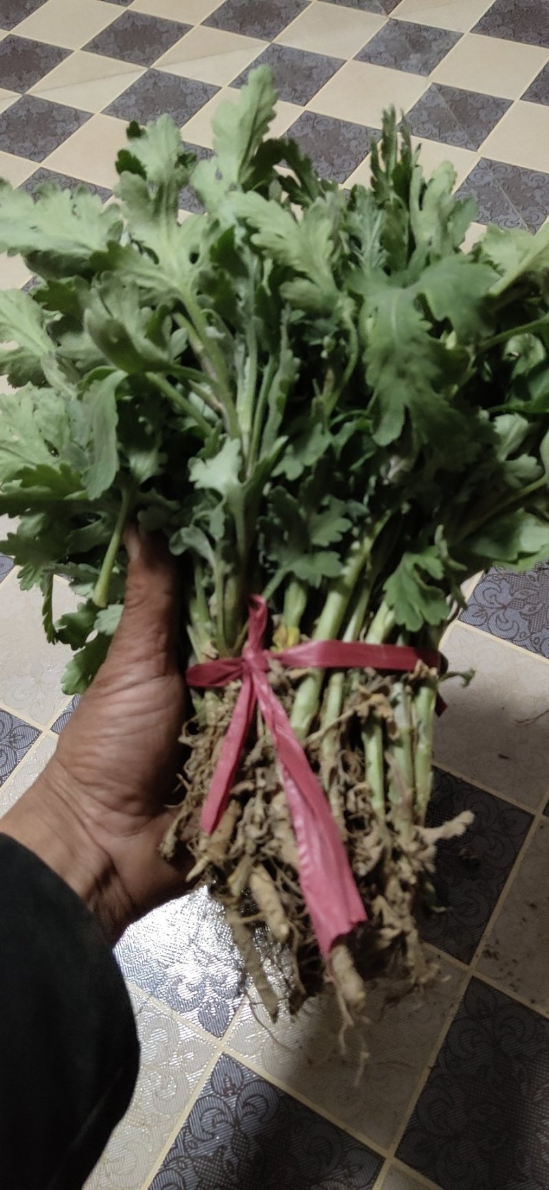 金丝黄菊花苗