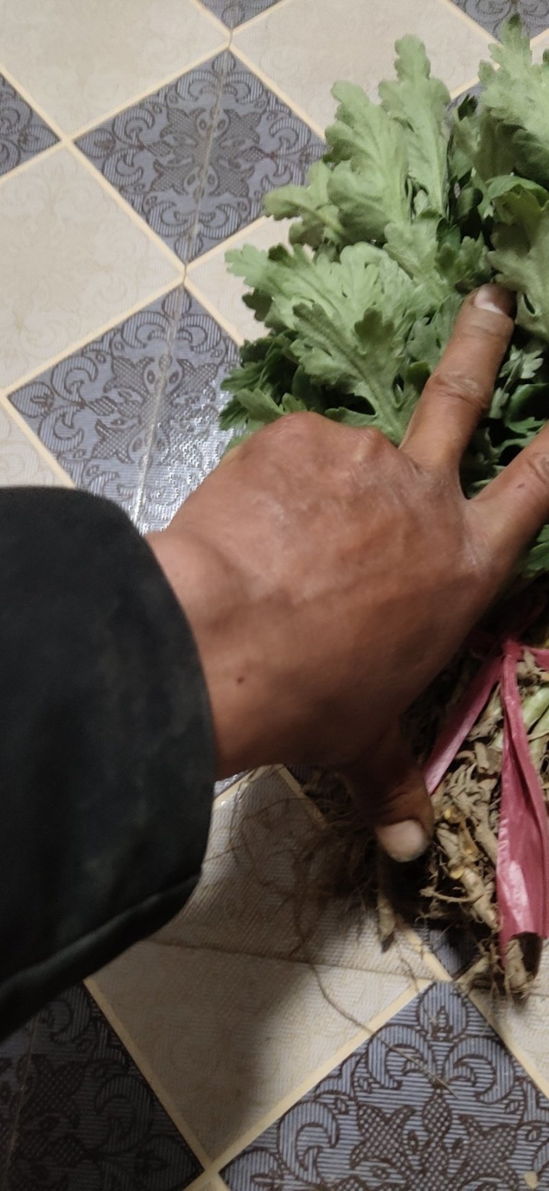 金丝黄菊花苗