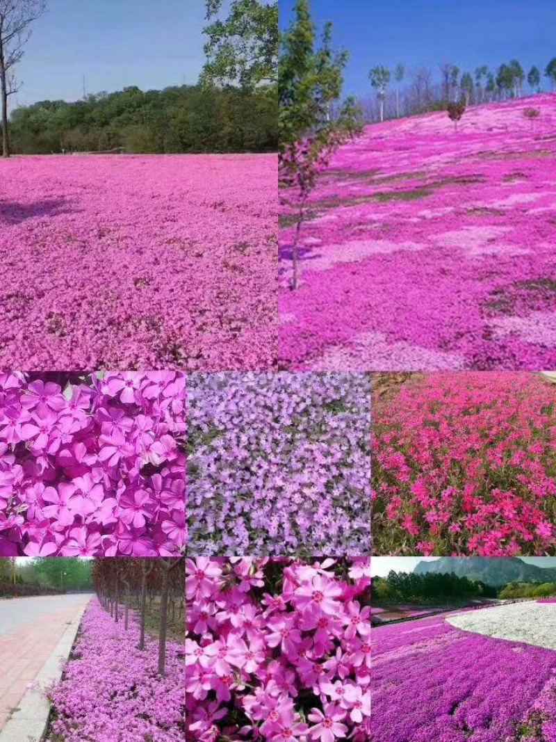 福禄考丛生福禄考芝樱多色