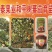 出售树番茄苗树酸汤果，这个水果蔬菜有很多童年回忆