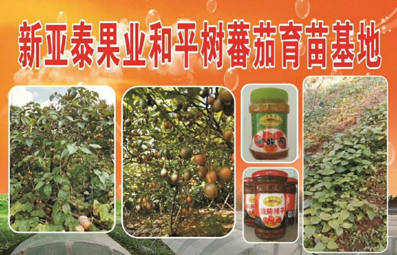 出售树番茄苗树酸汤果，这个水果蔬菜有很多童年回忆