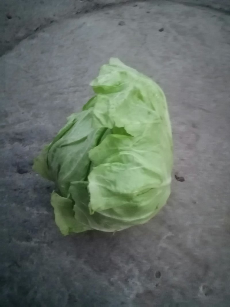 牛心包菜走市场里好