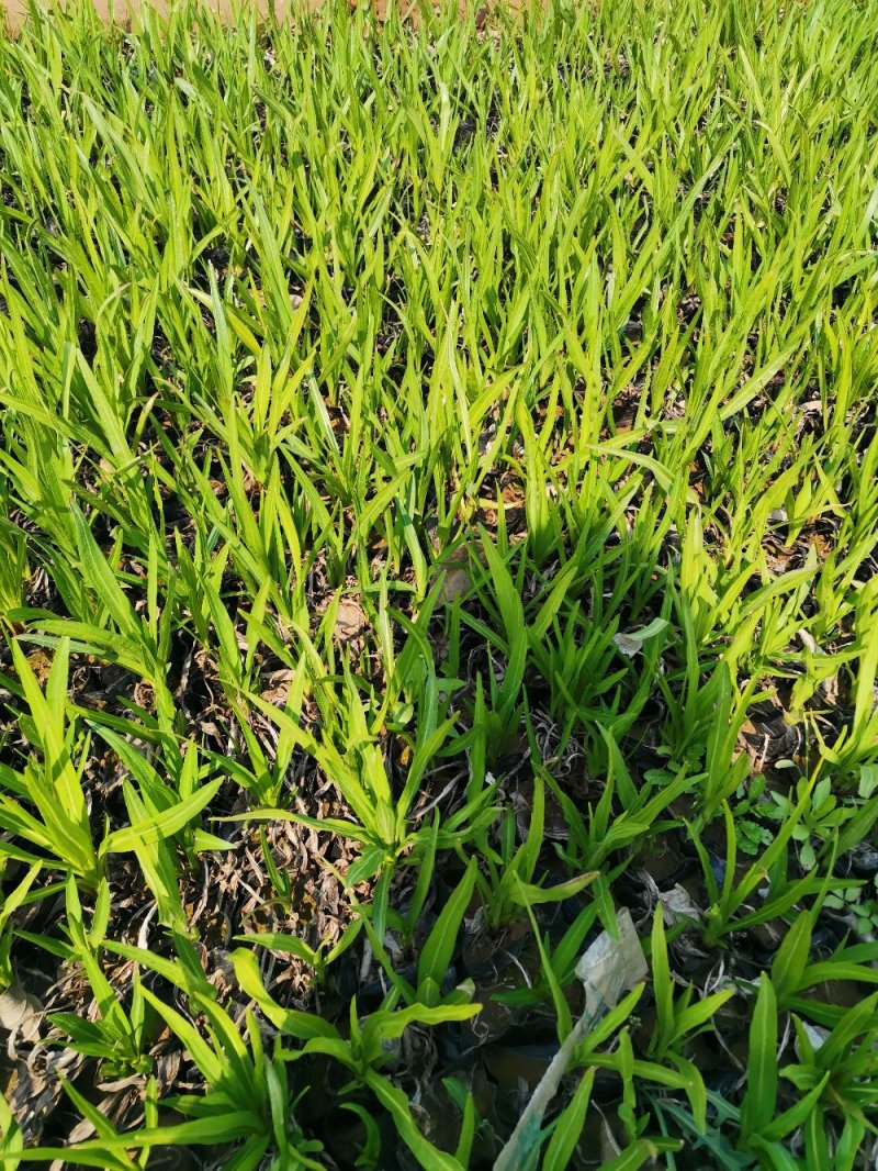 蛇鞭菊优质蛇鞭菊大量有货自家基地基地直发