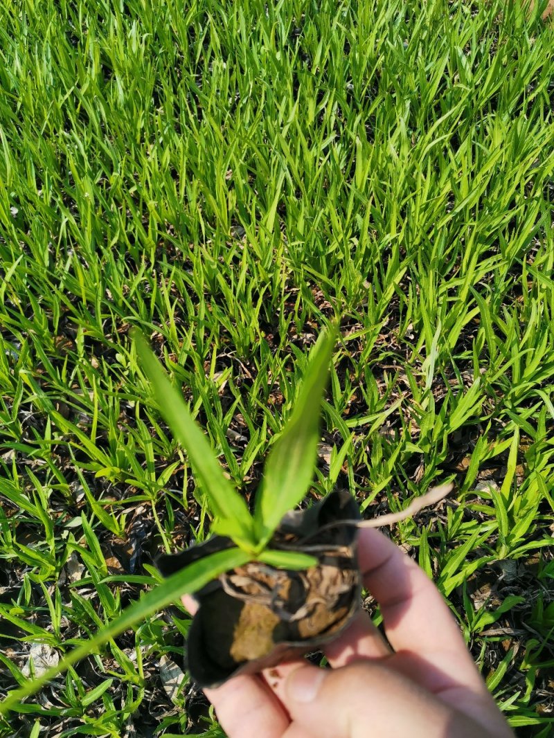 蛇鞭菊优质蛇鞭菊大量有货自家基地基地直发