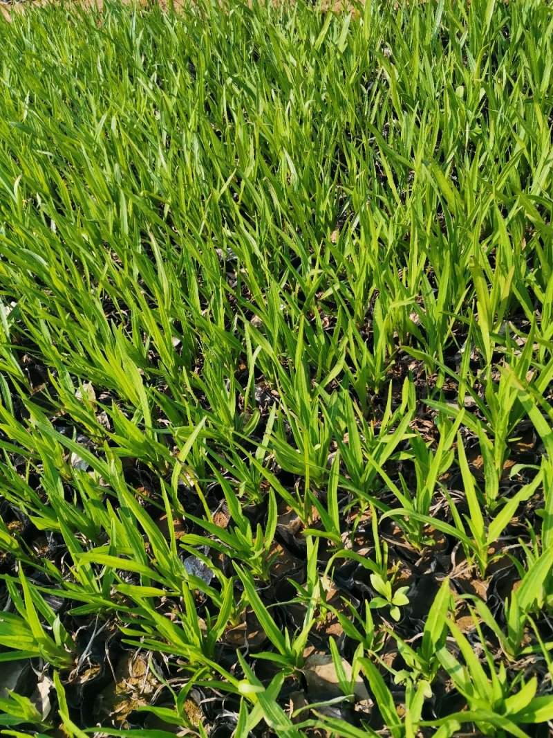 蛇鞭菊优质蛇鞭菊大量有货自家基地基地直发