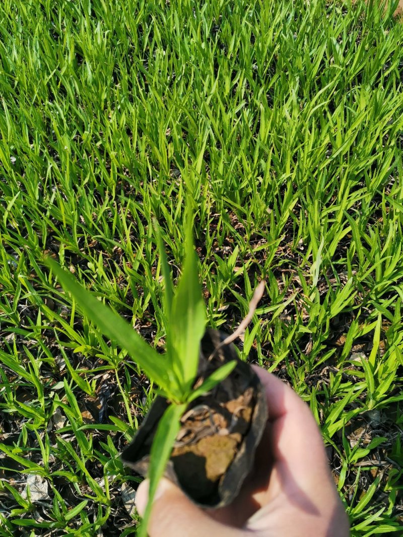 蛇鞭菊优质蛇鞭菊大量有货自家基地基地直发