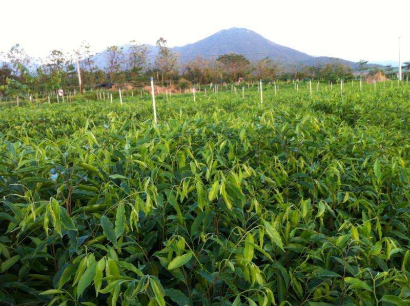 优良沉香苗价格优惠成活率高