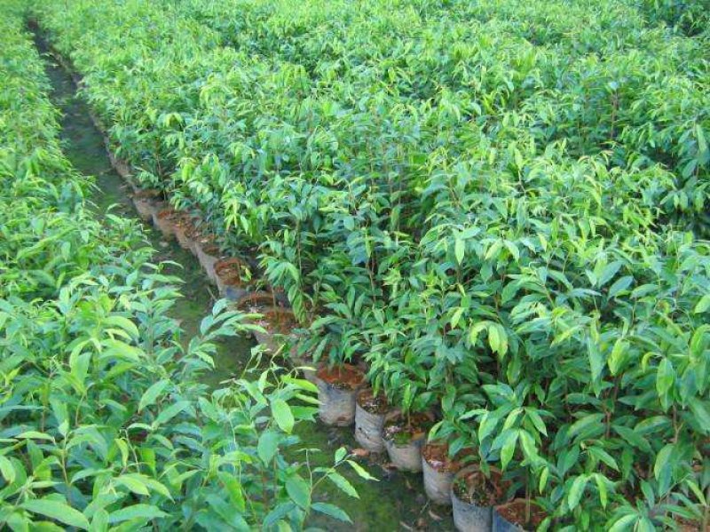 优良沉香苗价格优惠成活率高