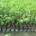 优良沉香苗价格优惠成活率高