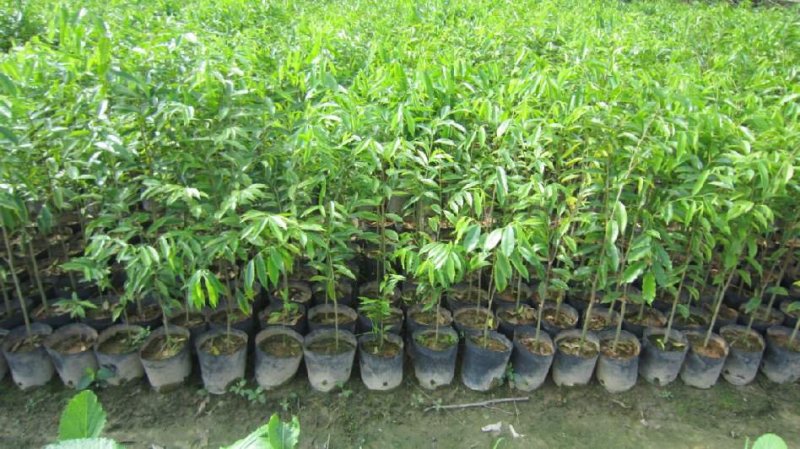 优良沉香苗价格优惠成活率高