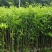 优良沉香苗价格优惠成活率高