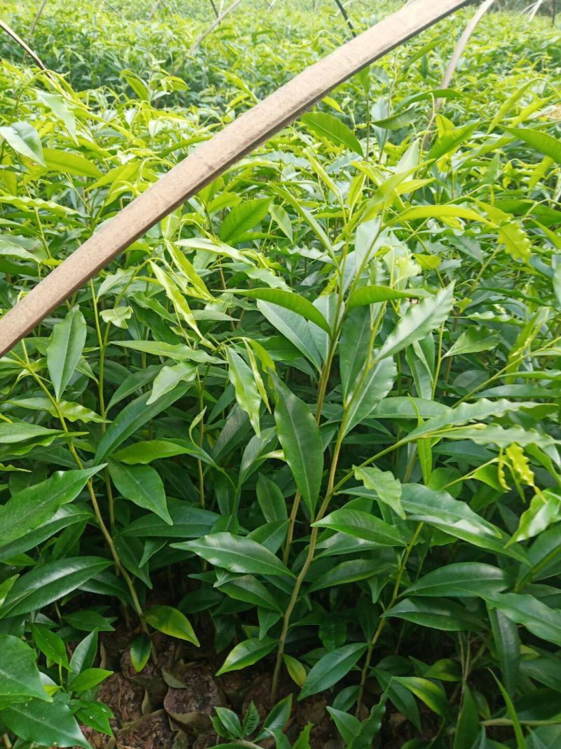 优良沉香苗价格优惠成活率高