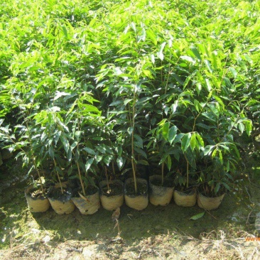 优良沉香苗价格优惠成活率高