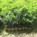 优良沉香苗价格优惠成活率高