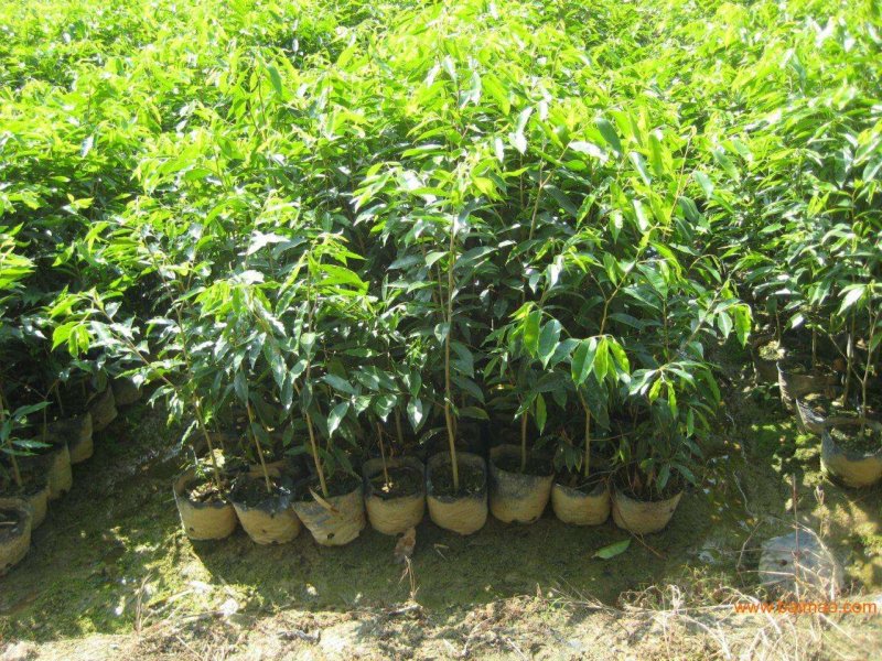 优良沉香苗价格优惠成活率高