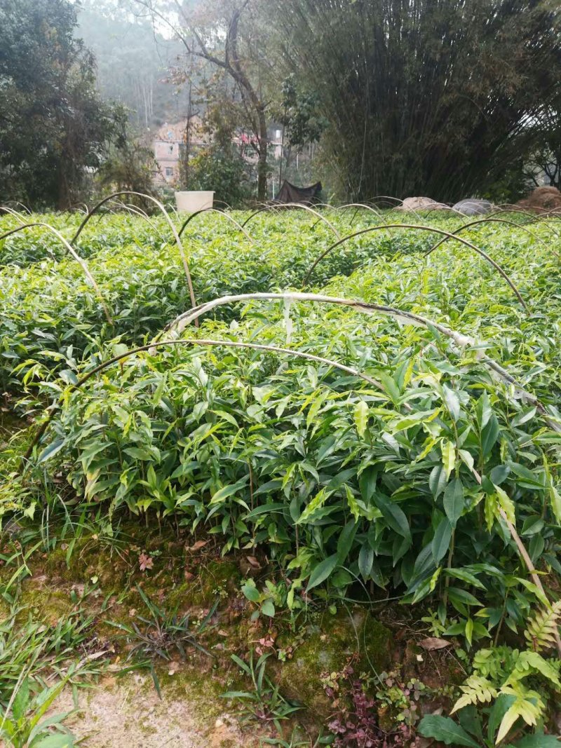 优良沉香苗价格优惠成活率高