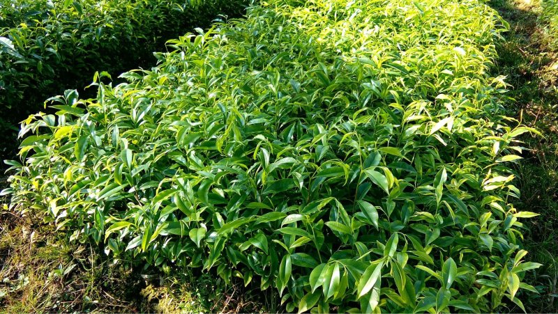 优良沉香苗价格优惠成活率高