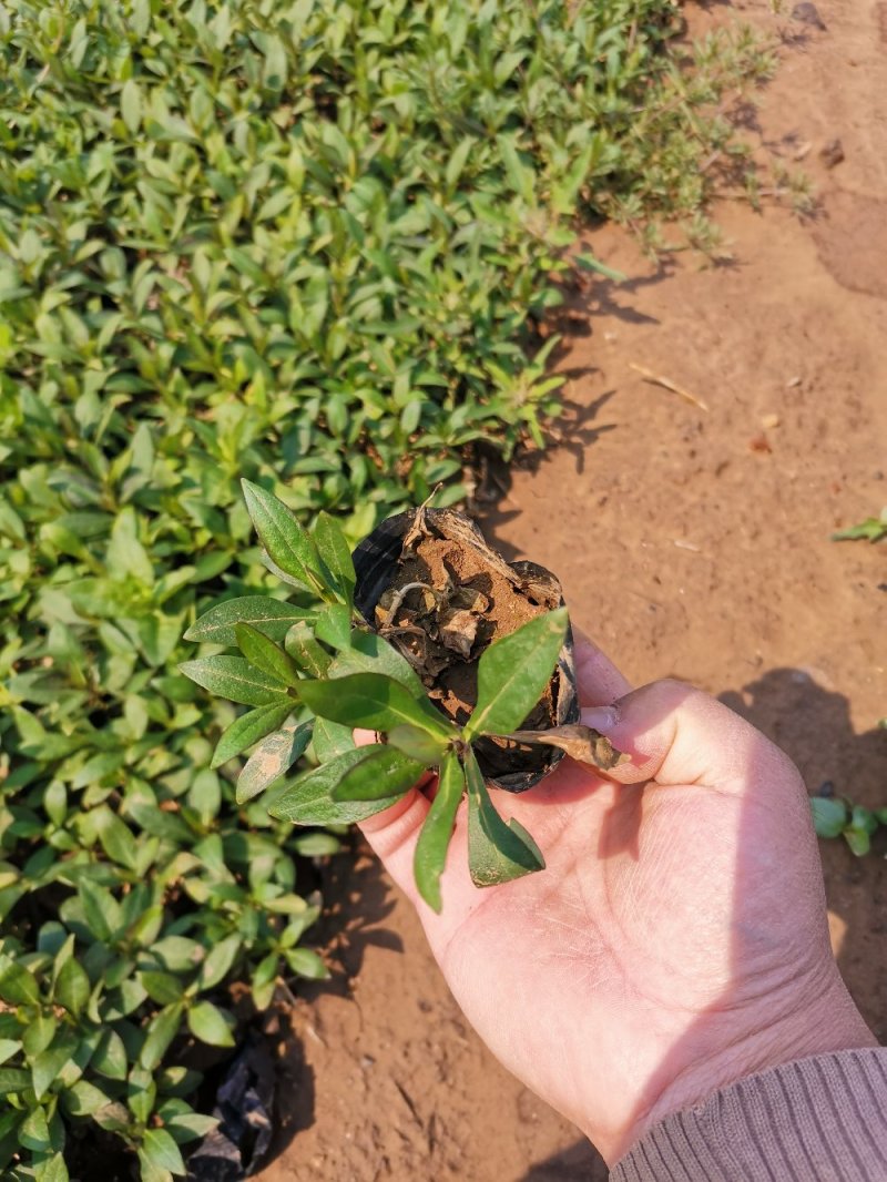 直立福禄考福禄考容器苗基地直供量大优惠