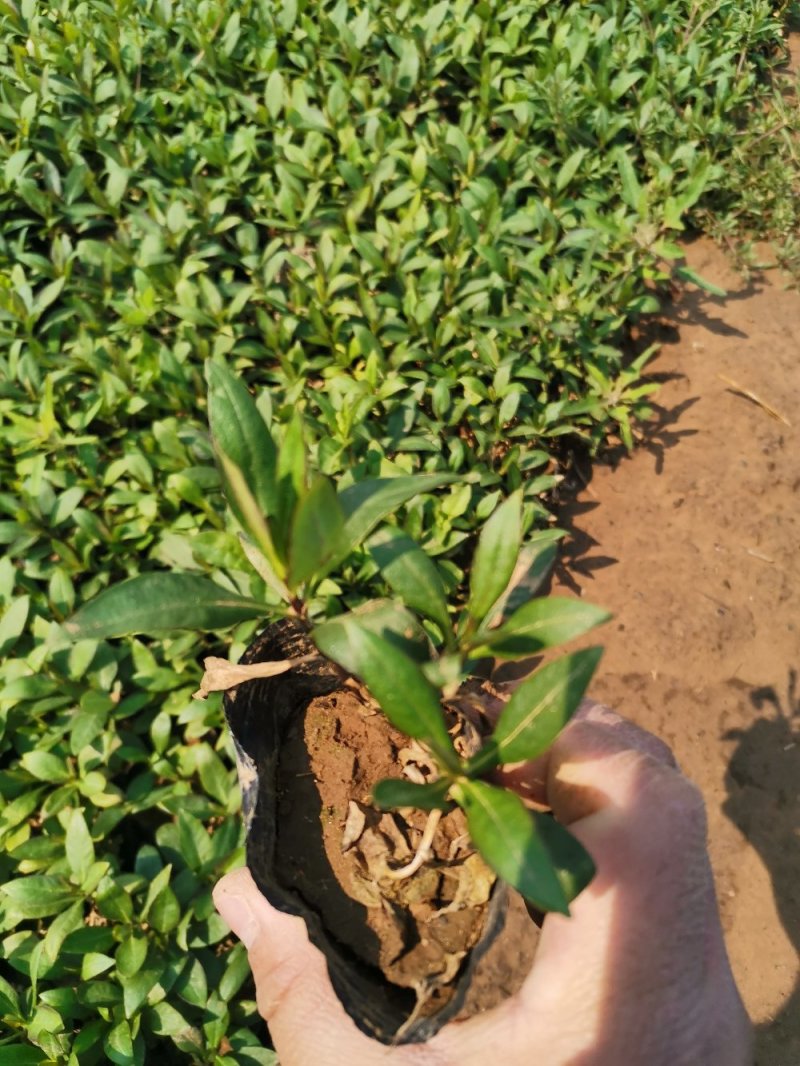 直立福禄考福禄考容器苗基地直供量大优惠