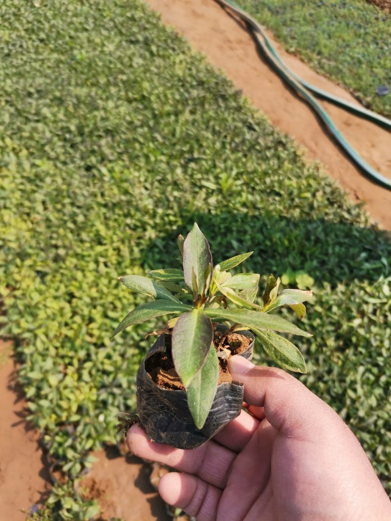 直立福禄考福禄考容器苗基地直供量大优惠
