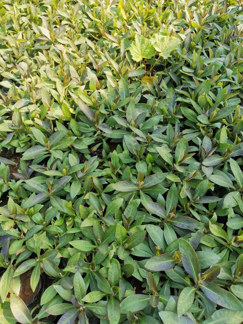 直立福禄考福禄考容器苗基地直供量大优惠
