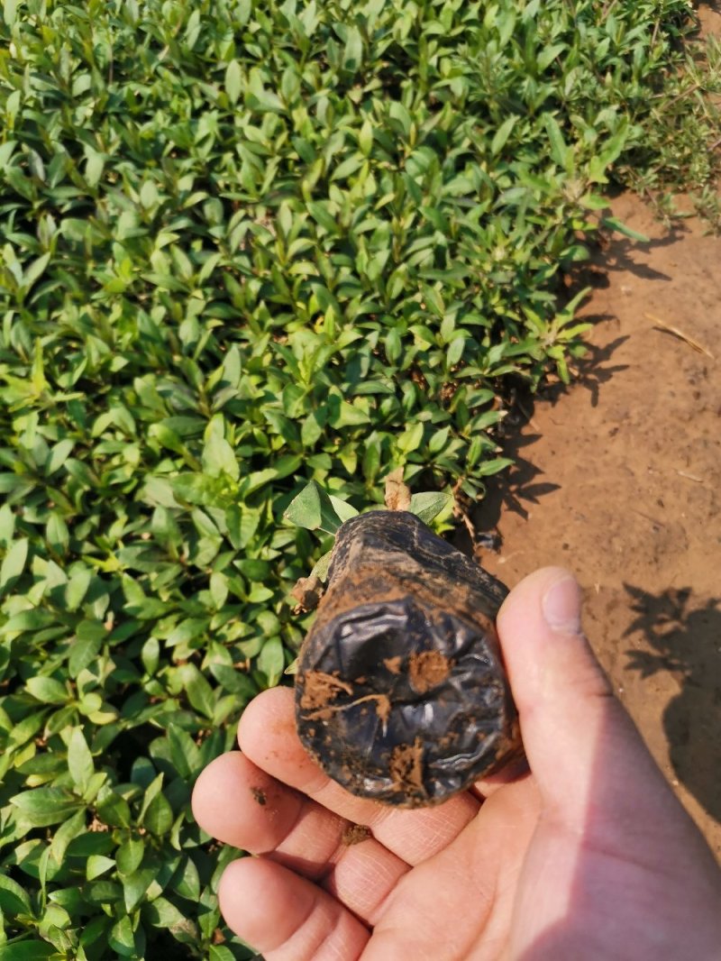 直立福禄考福禄考容器苗基地直供量大优惠