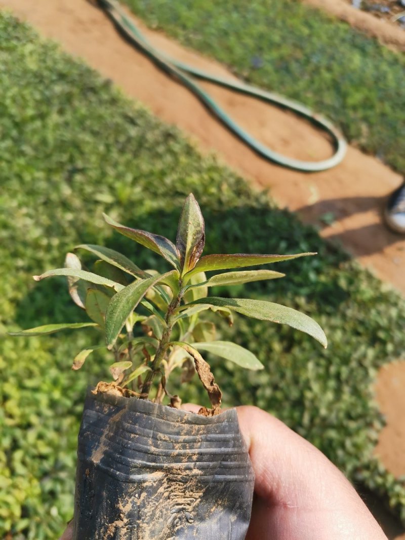 直立福禄考福禄考容器苗基地直供量大优惠