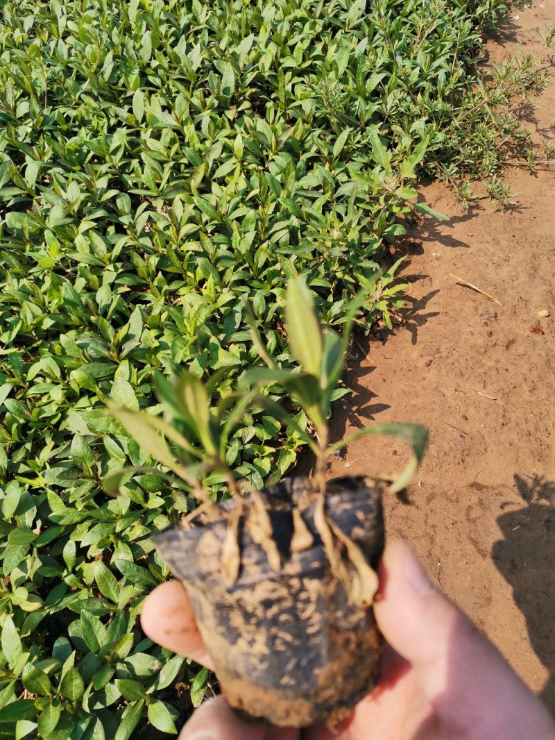 直立福禄考福禄考容器苗基地直供量大优惠