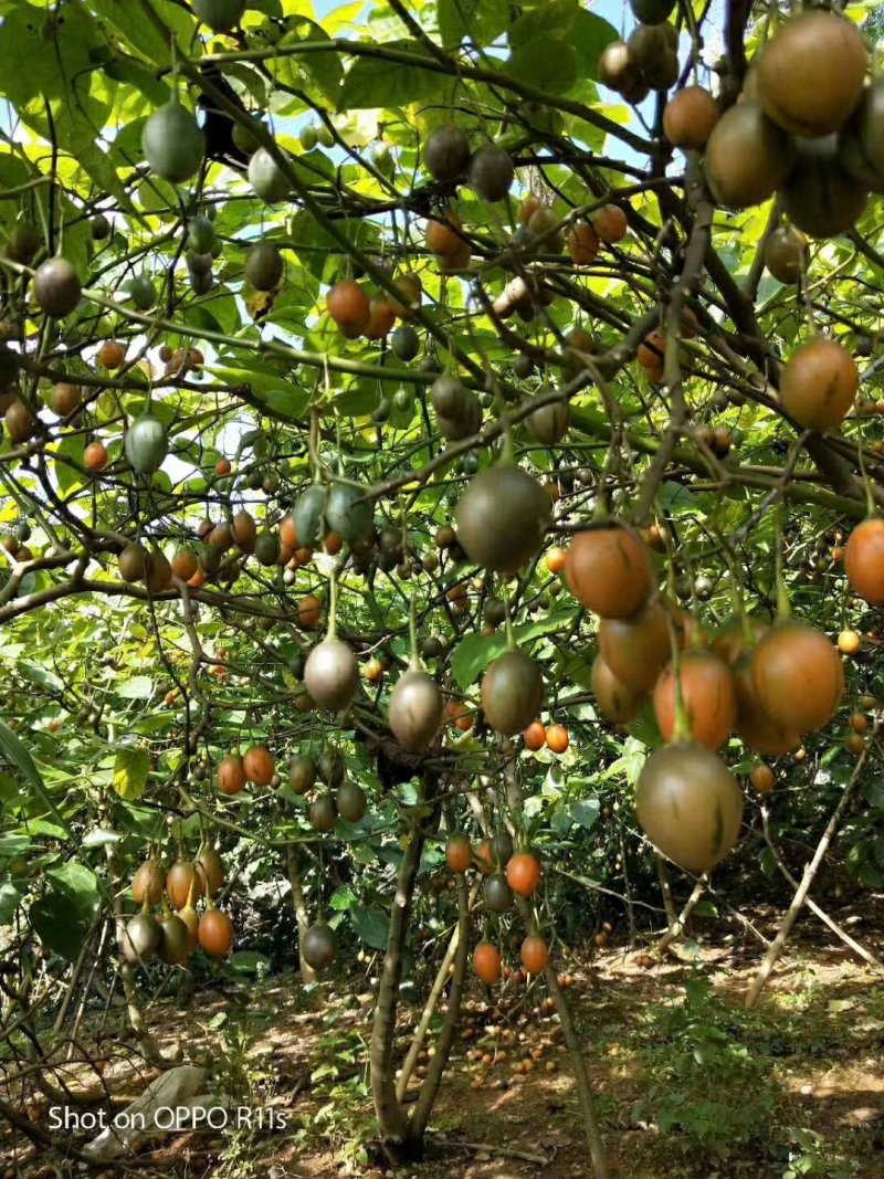 出售树番茄苗树酸汤果，这个水果蔬菜有很多童年回忆