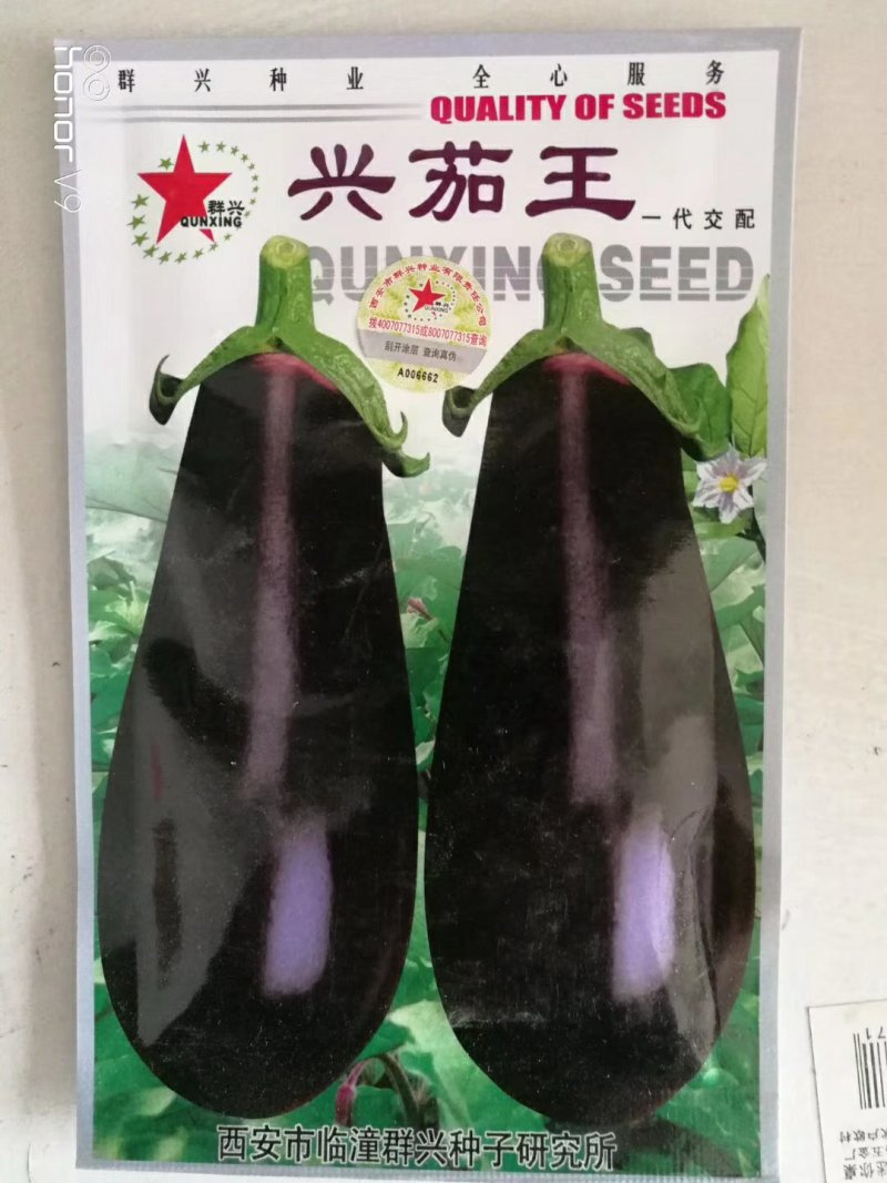 超亮黑将军茄子种子紫黑皮光泽特亮，亩产可达三万斤