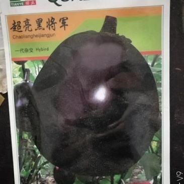 超亮黑将军茄子种子紫黑皮光泽特亮,亩产可达三万斤
