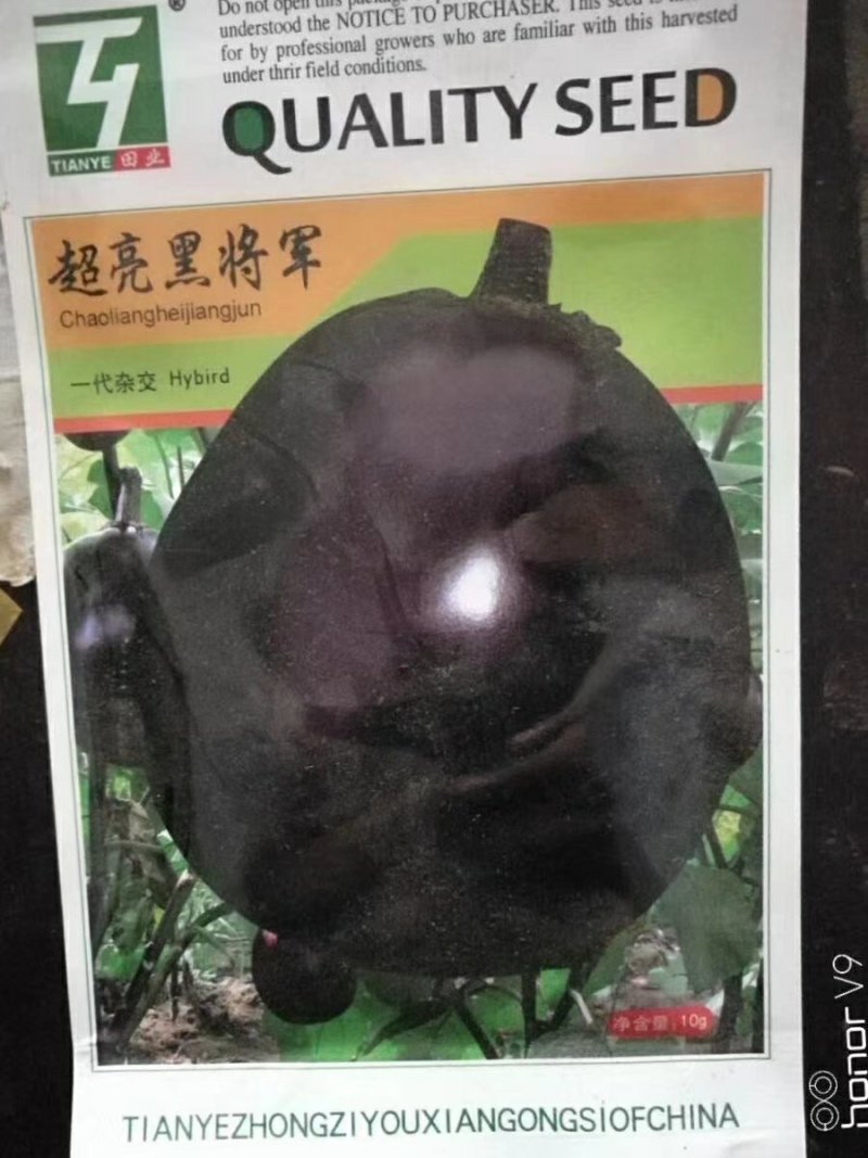 超亮黑将军茄子种子紫黑皮光泽特亮，亩产可达三万斤