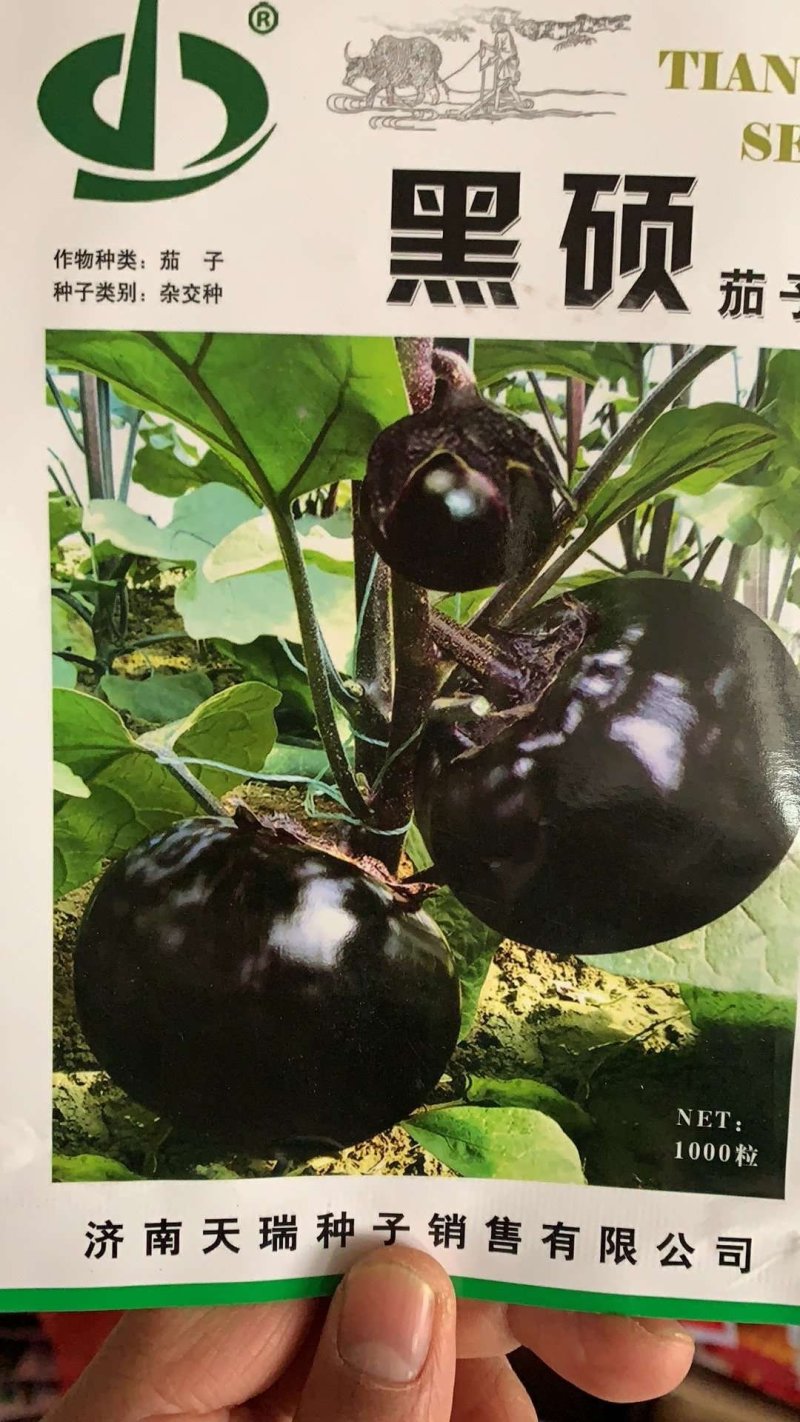 超亮黑将军茄子种子紫黑皮光泽特亮，亩产可达三万斤