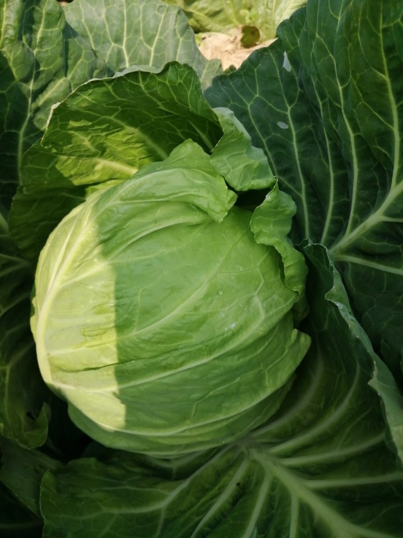 你菜地头菜