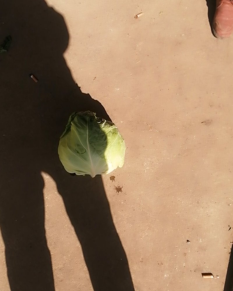 你菜地头菜