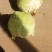 你菜地头菜