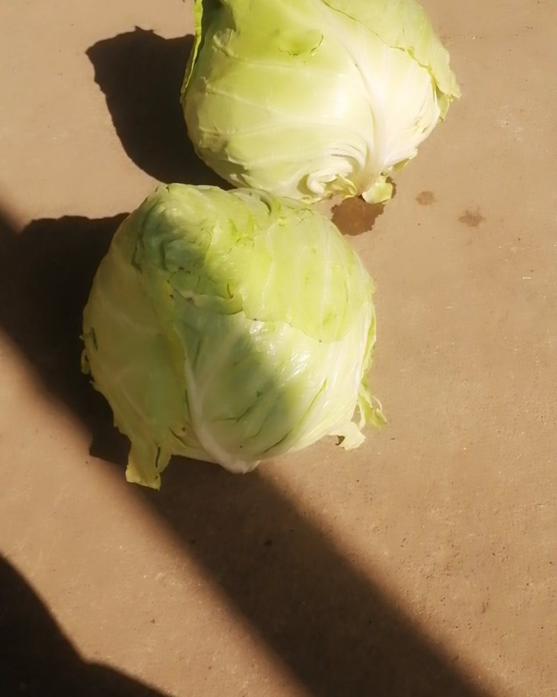 你菜地头菜