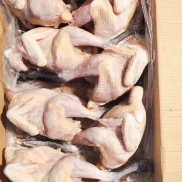青脚麻母白条鸡