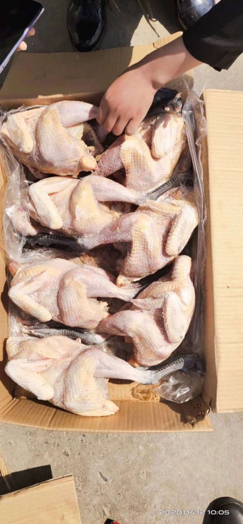 青脚麻母白条鸡