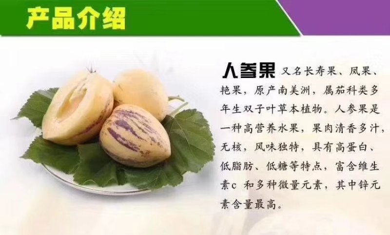 甘肃民勤人参果，品质响誉全国，专业种植，专业代办销售